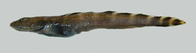六带狼绵鳚(Lycodes eudipleurostictus)