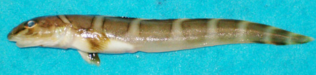 北极狼绵鳚(Lycodes polaris)