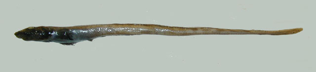 鞭尾狼牙绵鳚(Lycodonus flagellicauda)
