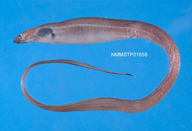 臂斑大头糯鳗(Macrocephenchelys brachialis)