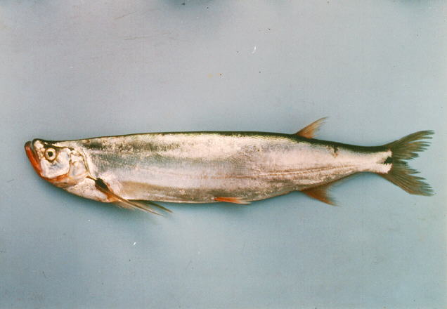 大鳍鱼(Macrochirichthys macrochirus)