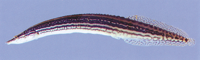 眼尾吻棘鳅(Macrognathus caudiocellatus)