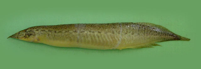 大头吻棘鳅(Macrognathus pancalus)