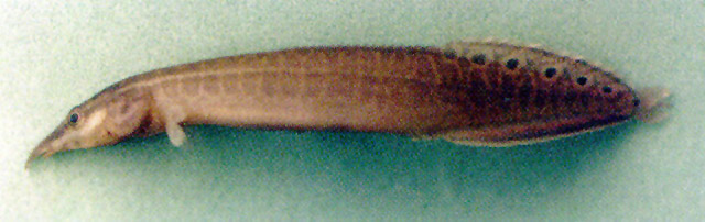 曼谷吻棘鳅(Macrognathus siamensis)