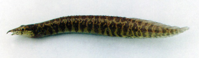 腹纹吻棘鳅(Macrognathus taeniagaster)