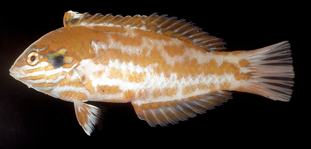 乔氏大咽齿鱼(Macropharyngodon choati)