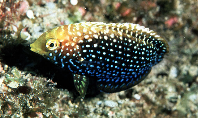 蓝点大咽齿鱼(Macropharyngodon cyanoguttatus)