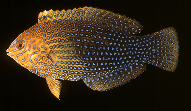 杰弗罗大咽齿鱼(Macropharyngodon geoffroy)