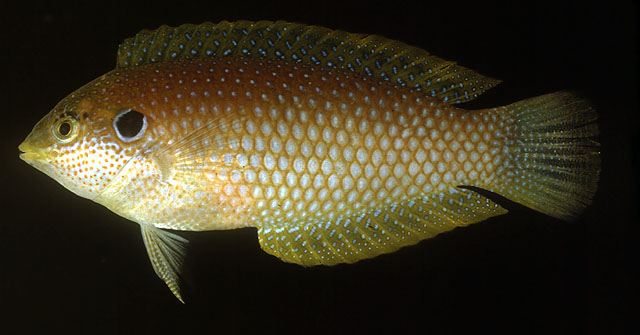 基氏大咽齿鱼(Macropharyngodon kuiteri)