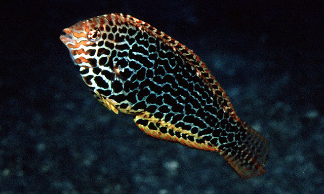 珠斑大咽齿鱼(Macropharyngodon meleagris)