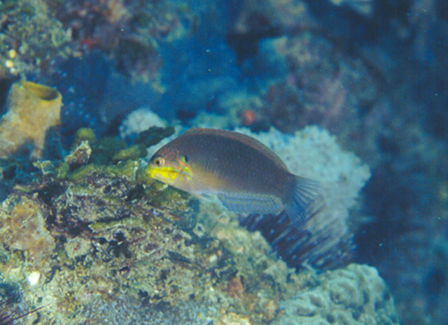 莫氏大咽齿鱼(Macropharyngodon moyeri)