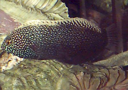 胸斑大咽齿鱼(Macropharyngodon negrosensis)