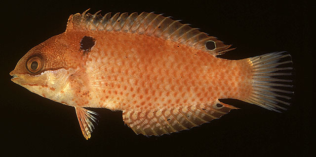 肩斑大咽齿鱼(Macropharyngodon vivienae)