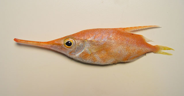 细长吻鱼(Macroramphosus gracilis)