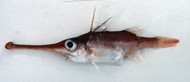 扁唇拟管吻鲀(Macrorhamphosodes platycheilus)