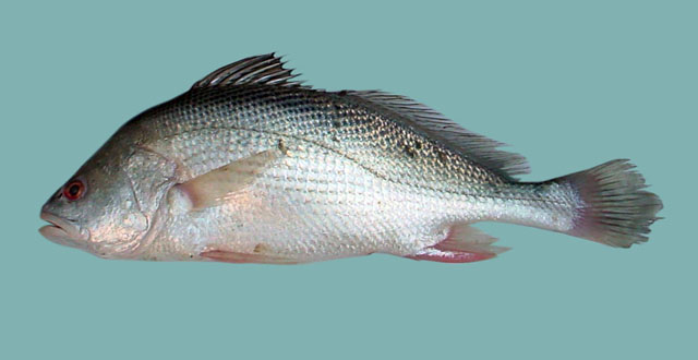 斜纹大棘鱼(Macrospinosa cuja)