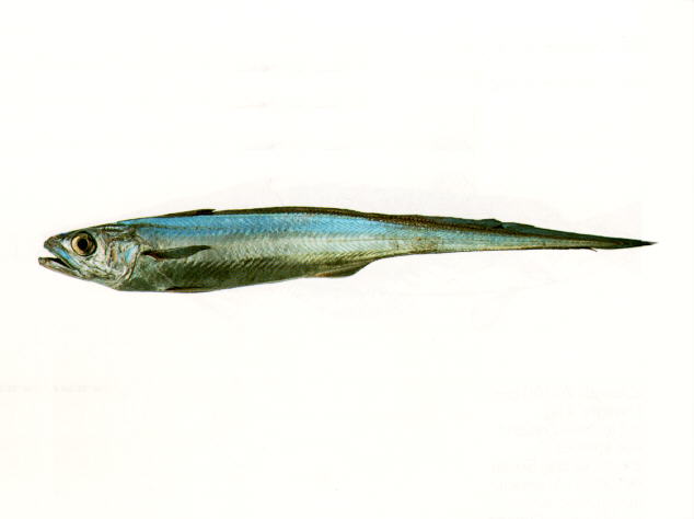 蓝尖尾无须鳕(Macruronus novaezelandiae)