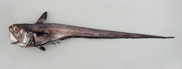 滑软首鳕(Malacocephalus laevis)