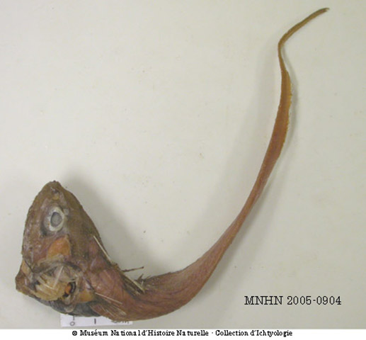 吕宋软首鳕(Malacocephalus luzonensis)