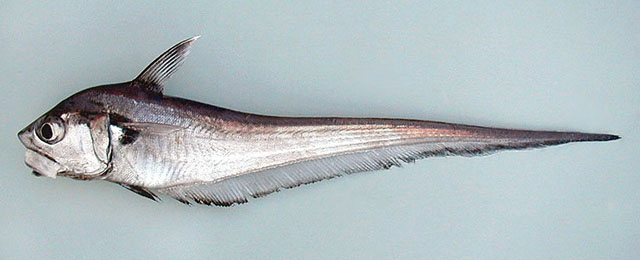 西域软首鳕(Malacocephalus occidentalis)