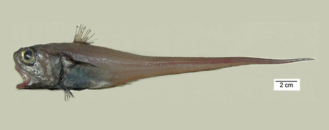 冈村软首鳕(Malacocephalus okamurai)