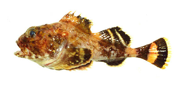 头瓣软杜父鱼(Malacocottus zonurus)