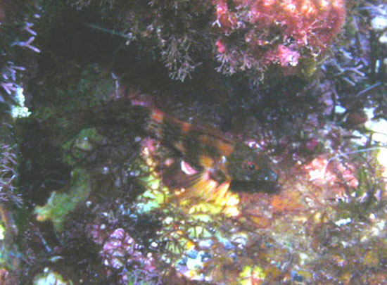 金线软梳鳚(Malacoctenus aurolineatus)