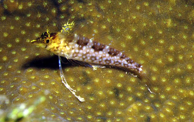 钻石软梳鳚(Malacoctenus boehlkei)