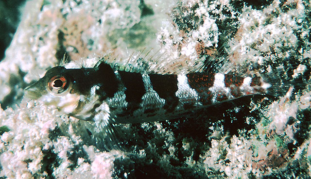 角斑软梳鳚(Malacoctenus triangulatus)