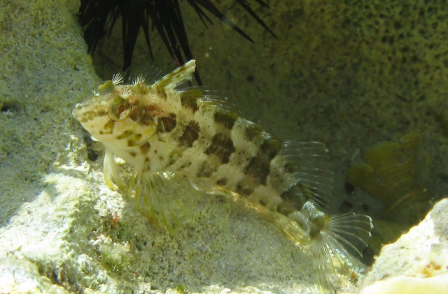 条鳍软梳鳚(Malacoctenus versicolor)