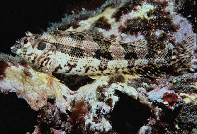 纹腹软梳鳚(Malacoctenus zonogaster)