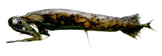 黑柔骨鱼(Malacosteus niger)
