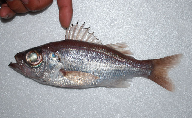 须软鱼(Malakichthys barbatus)