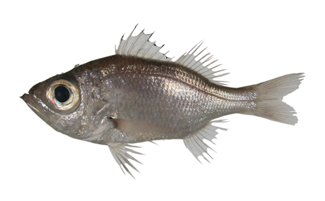 灰软鱼(Malakichthys griseus)