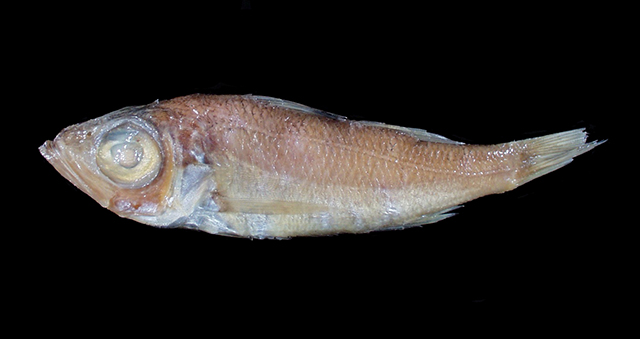 光滑软鱼(Malakichthys levis)