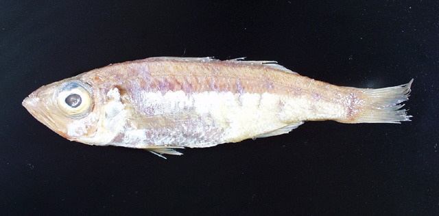 莫氏软鱼(Malakichthys mochizuki)