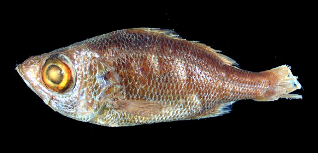 宝石软鱼(Malakichthys similis)