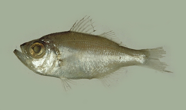 胁谷软鱼(Malakichthys wakiyae)