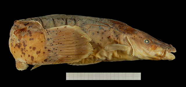 刚果电鲇(Malapterurus monsembeensis)