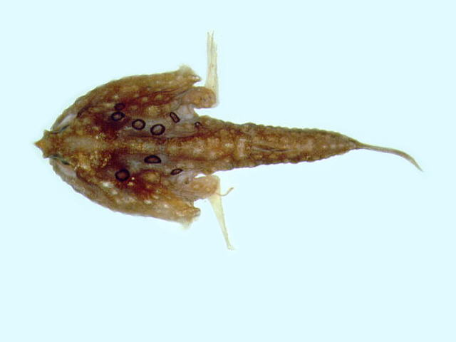 环纹海蝠鱼(Malthopsis annulifera)