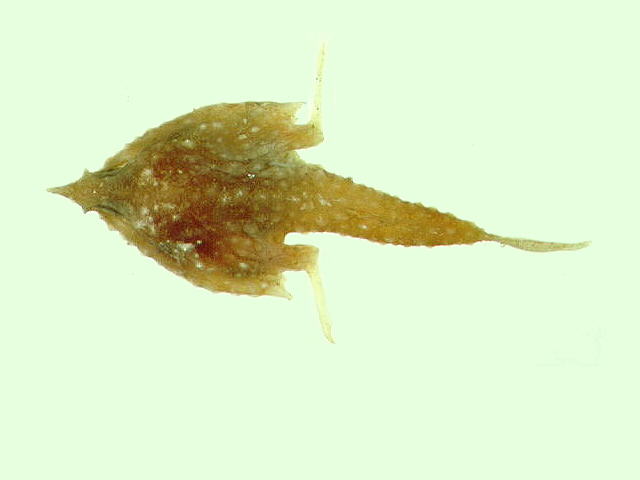 密星海蝠鱼(Malthopsis lutea)