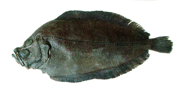 斑点残臂鲆(Mancopsetta maculata)