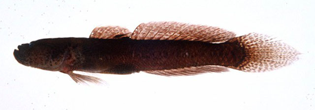 华氏芒虾虎(Mangarinus waterousi)