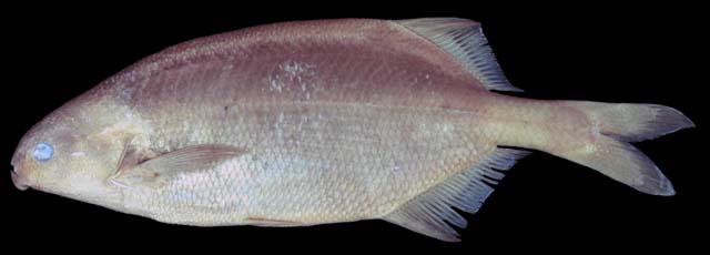 布氏异吻象鼻鱼(Marcusenius brucii)