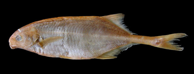 长颌异吻象鼻鱼(Marcusenius mento)