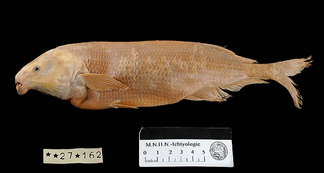 特氏异吻象鼻鱼(Marcusenius ntemensis)