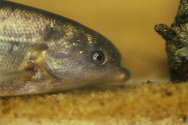 塞内加尔异吻象鼻鱼(Marcusenius senegalensis)