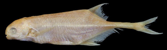 汤氏异吻象鼻鱼(Marcusenius thomasi)