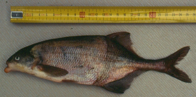 厄氏异吻象鼻鱼(Marcusenius ussheri)
