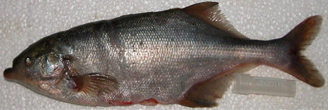 维氏异吻象鼻鱼(Marcusenius victoriae)